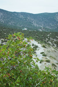 Close-up of plants growing on land