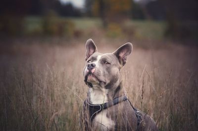 Portrait of a dog looking away