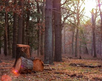 Trees in forest during autumn