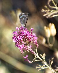 Close-up of butterfly pollinating on purple flower