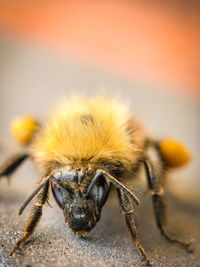 Close-up of spider