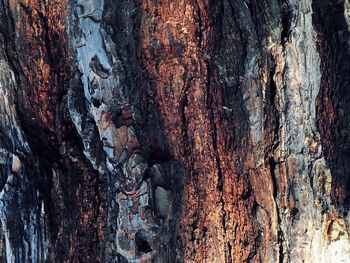 Full frame shot of tree trunk