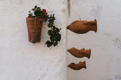 Potted plant against white wall