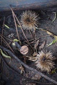 Close-up of thistle