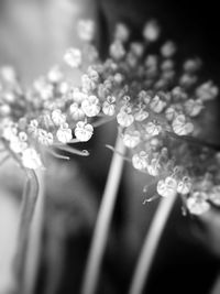 Close-up of water drops on plant