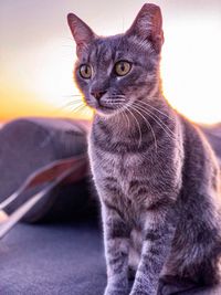 Close-up of tabby cat looking away
