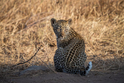 Leopard sitting on land