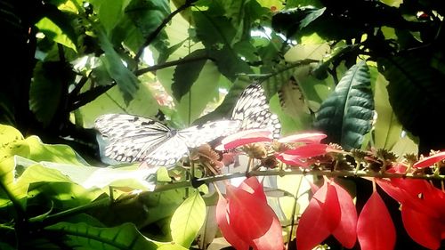 Close-up of leaves on tree