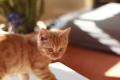 Close-up portrait of a cat