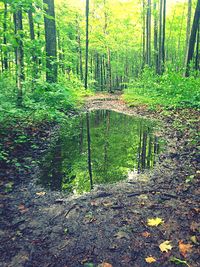 Trees in forest