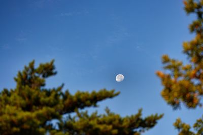 Low angle view of moon in sky