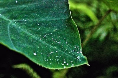 Close-up of leaves