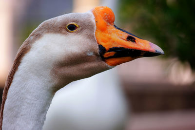 Close-up of swan