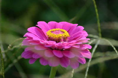 Close-up of pink flower