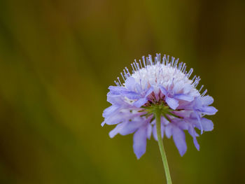 Close-up of purple flowering plant