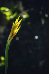 Close-up of yellow flowering plant