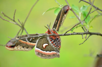 Close-up of butterfly on plant