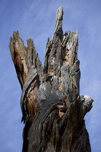 Low angle view of dead tree against sky