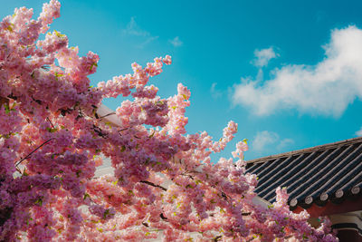 Low angle view of pink cherry blossom tree against sky