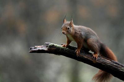 Cute red squirrel waiting for food