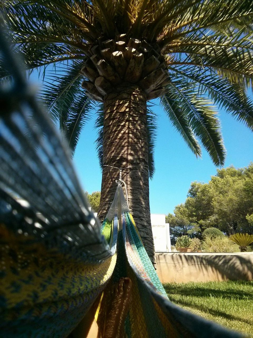 tree, palm tree, growth, tree trunk, nature, low angle view, leaf, branch, tranquility, sunlight, sky, clear sky, day, palm leaf, beauty in nature, plant, no people, green color, outdoors, tranquil scene