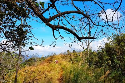 Low angle view of flower tree against sky