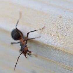 Close-up of spider