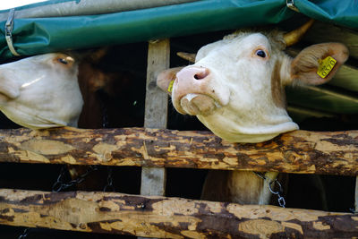 Close-up of cow in pen