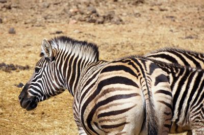 View of a zebra