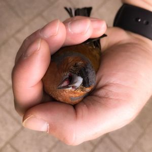 Close-up of hand holding small bird