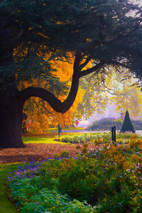 Close-up of flower tree at sunset