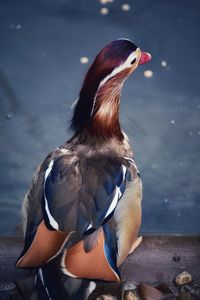 Close-up of a duck in lake