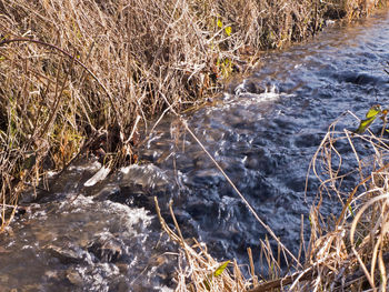 Close-up of grass in water