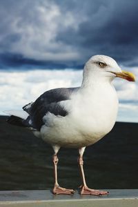 Seagull perching on a sea