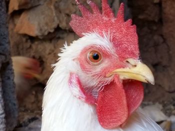 Close-up of rooster