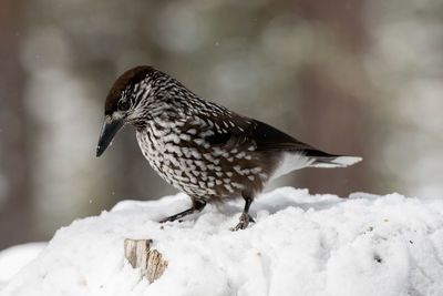 Close-up of bird perching on snow covered