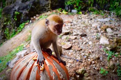 Close-up of monkey sitting outdoors