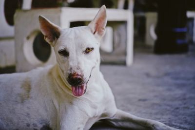 Close-up portrait of white dog