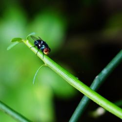 Close-up of insect on a plant