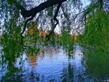 Reflection of trees in lake