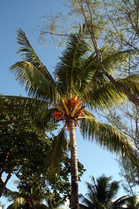 Low angle view of palm trees against sky