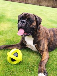 Dog with ball on grass