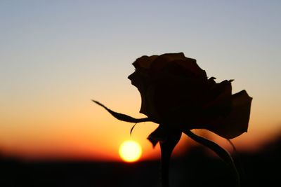 Close-up of silhouette plant against orange sky