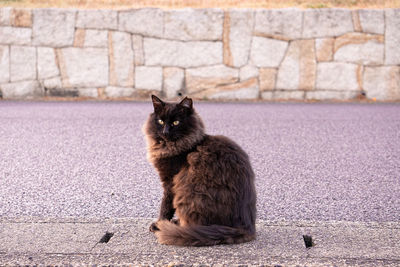 Portrait of cat sitting on street against wall