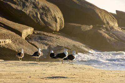 Seagulls on beach