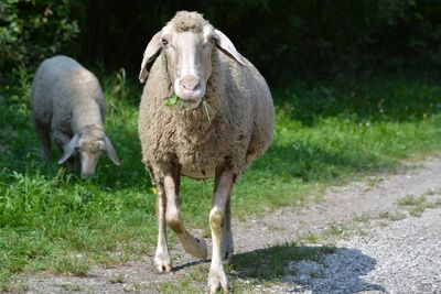 Sheep standing on field