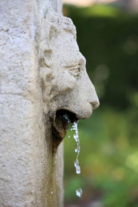 Water flowing from a lion's head fountain profile