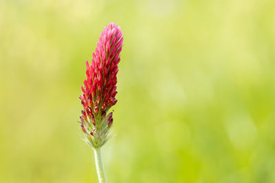 Close-up of pink flower