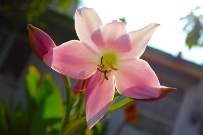 Close-up of pink flower