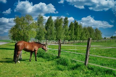 Horses in a field